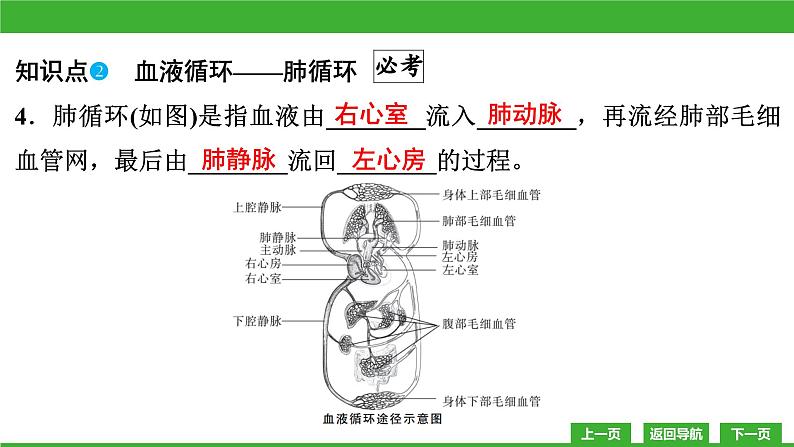 【新课标】北师大版生物七下9.2《血液循环(3)》课件06