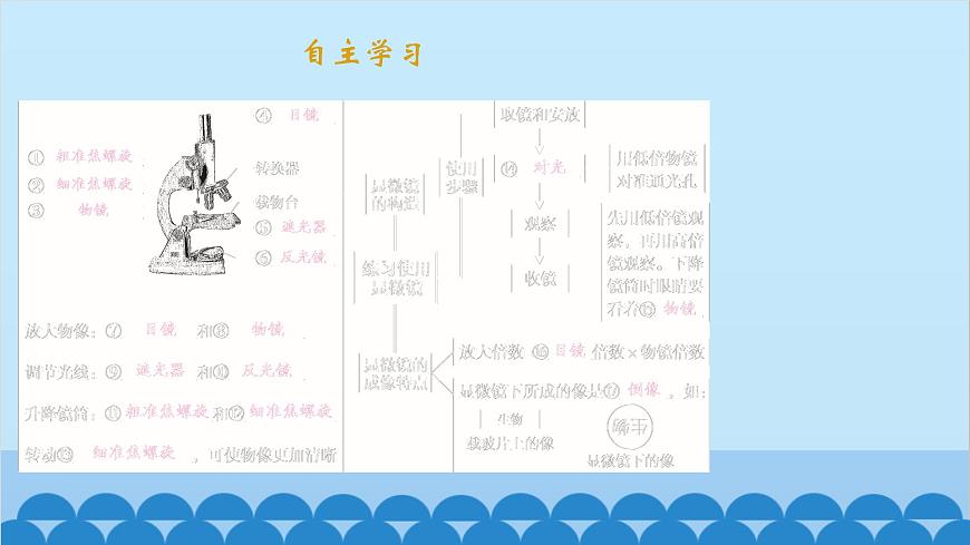 人教版生物七年級上冊 2.1.1 練習(xí)使用顯微鏡課件第2頁