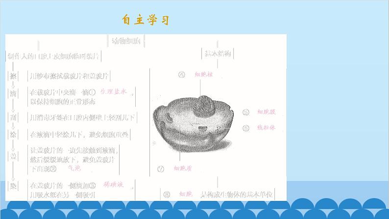 人教版生物七年级上册 2.1.3 动物细胞课件第2页