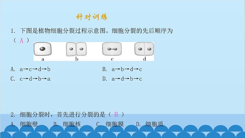 人教版生物七年级上册 2.2.1 细胞通过分裂产生新细胞课件第4页