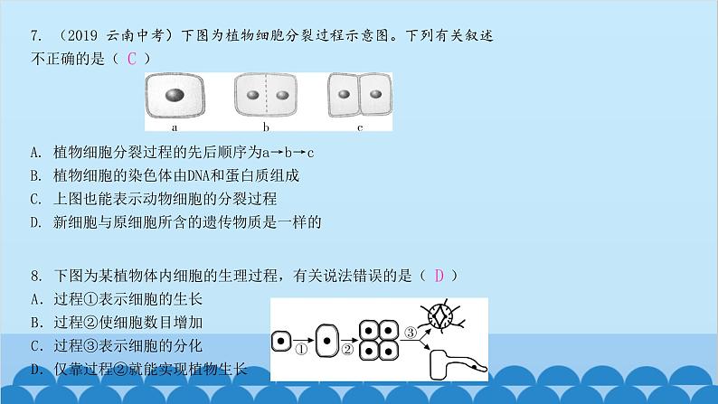 人教版生物七年级上册 第二单元 单元知识集中训练课件第3页