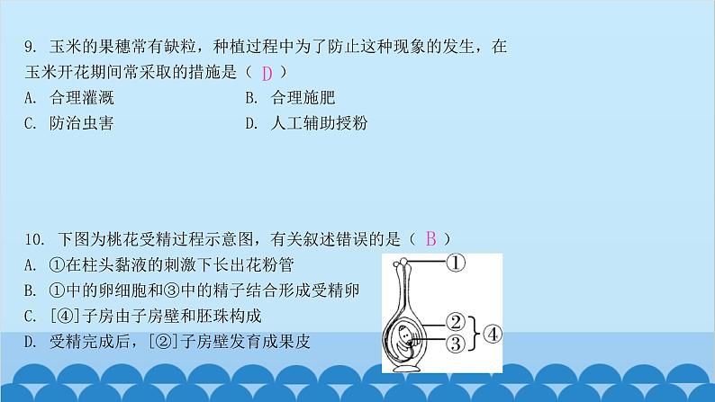 人教版生物七年级上册 3.2.3 开花和结果课件第7页