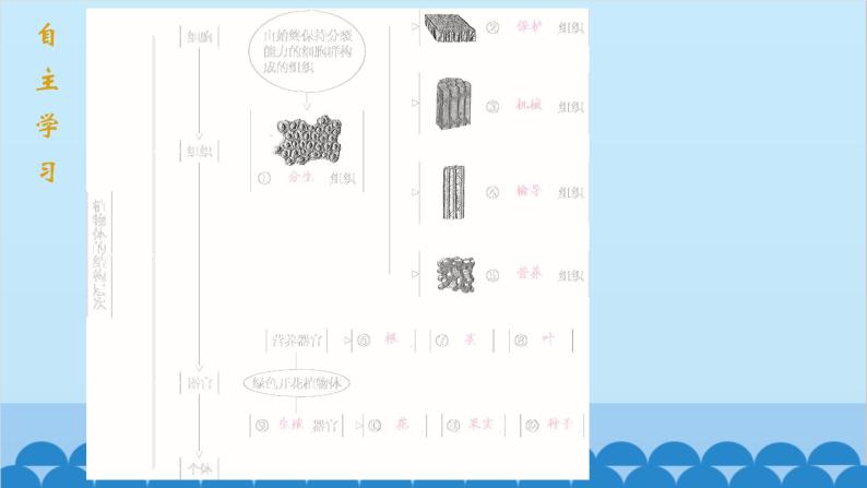 人教版生物七年级上册 2.2.3 植物体细胞的结构层次课件02