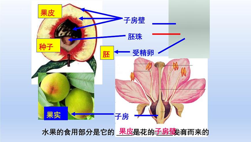 中考生物一轮复习考点通关课件专题24 生物的生殖和发育(含答案)第4页