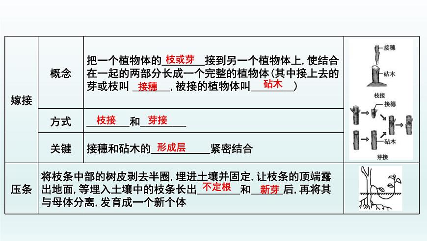 中考生物一轮复习考点通关课件专题24 生物的生殖和发育(含答案)第6页