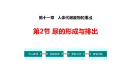 11.2尿的形成与排出课件2023--2024学年北师大版生物七年级下册