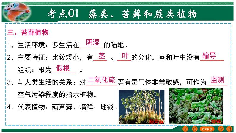 【2024年会考】初中生物 专题04 生物圈中有哪些绿色植物-课件06