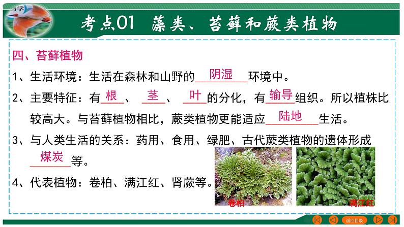 【2024年会考】初中生物 专题04 生物圈中有哪些绿色植物-课件07