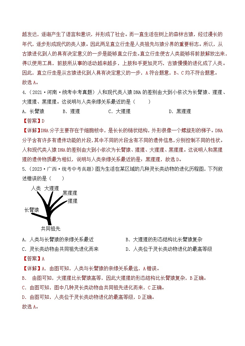 4.1.1 人类的起源和发展-七年级生物下册 同步练习(含答案解析)第2页