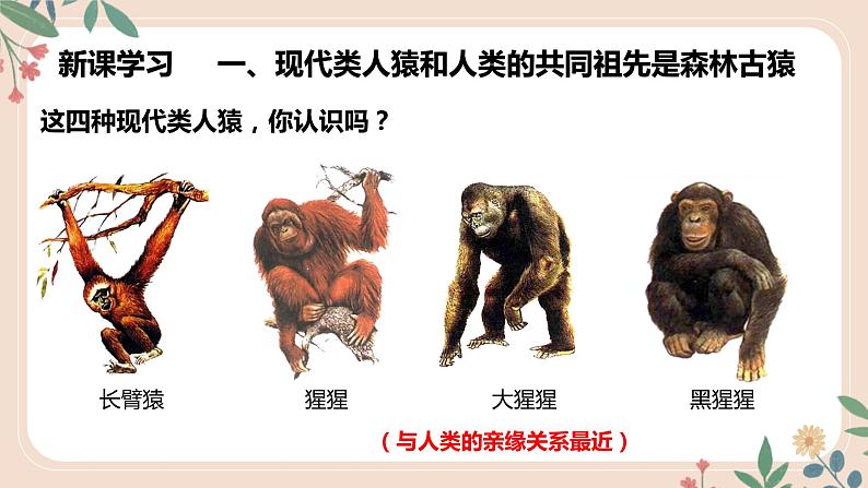 4.1.1 人类的起源和发展-七年级生物下册 教学课件 (人教版)第7页