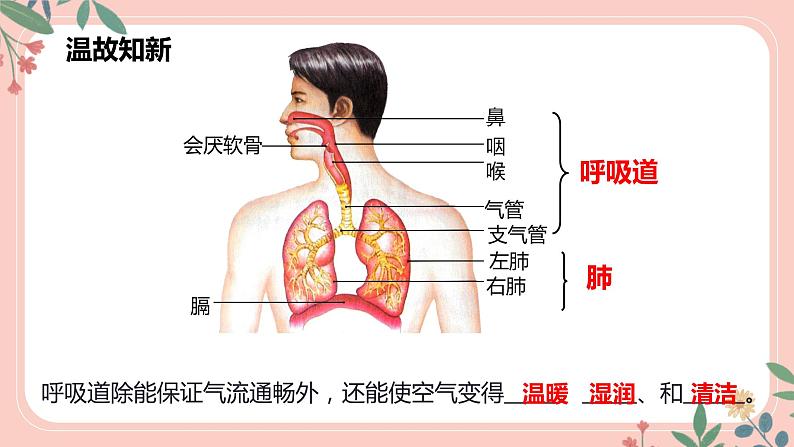4.3.2 发生在肺内的气体交换(第1课时)-七年级生物下册 教学课件+教学设计+练习(人教版)03