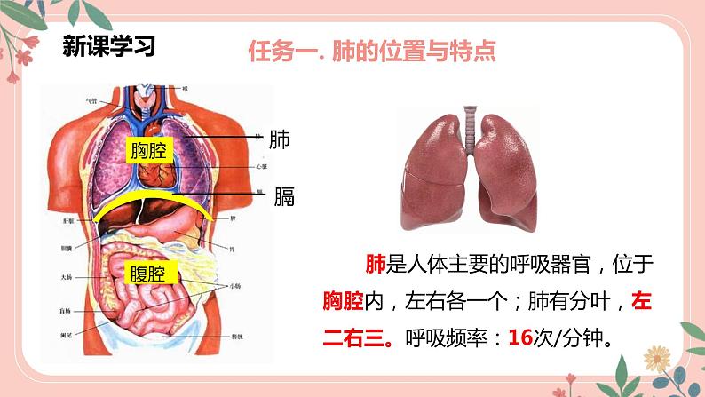 4.3.2 发生在肺内的气体交换(第1课时)-七年级生物下册 教学课件+教学设计+练习(人教版)05