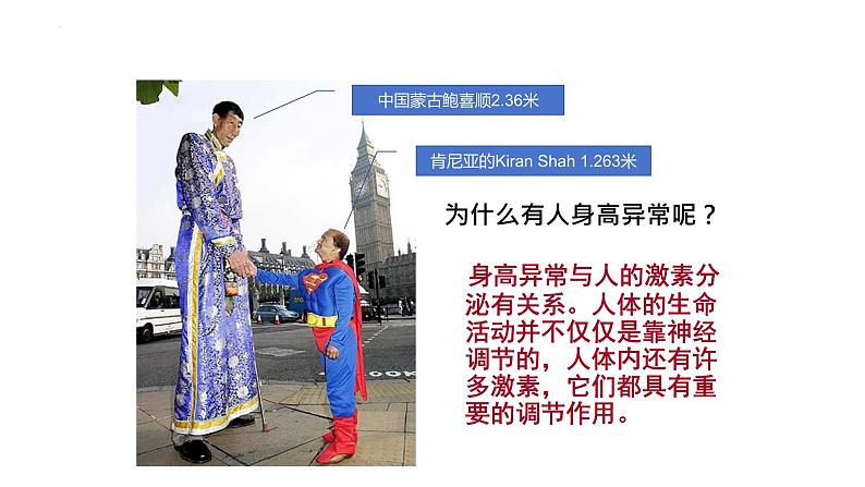 12.3激素调节课件2023--2024学年北师大版生物七年级下册第2页