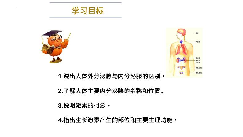 12.3激素调节课件2023--2024学年北师大版生物七年级下册第3页