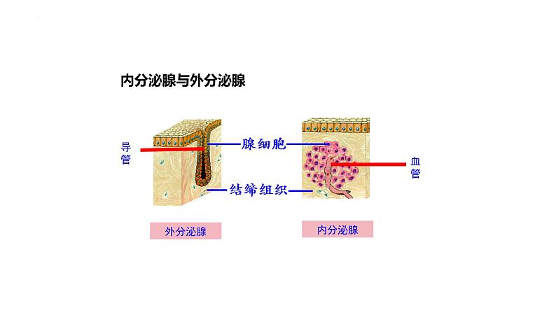 12.3激素调节课件2023--2024学年北师大版生物七年级下册第4页