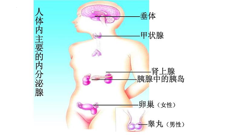 12.3激素调节课件2023--2024学年北师大版生物七年级下册第6页