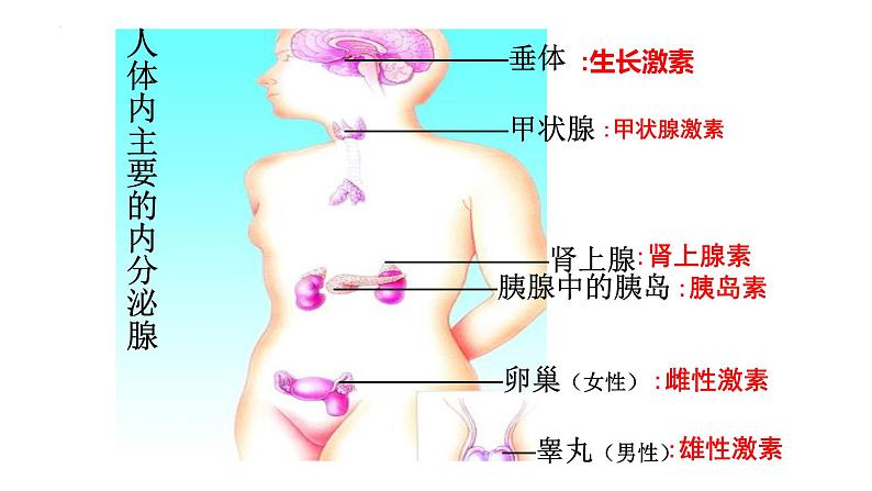 12.3激素调节课件2023--2024学年北师大版生物七年级下册第7页