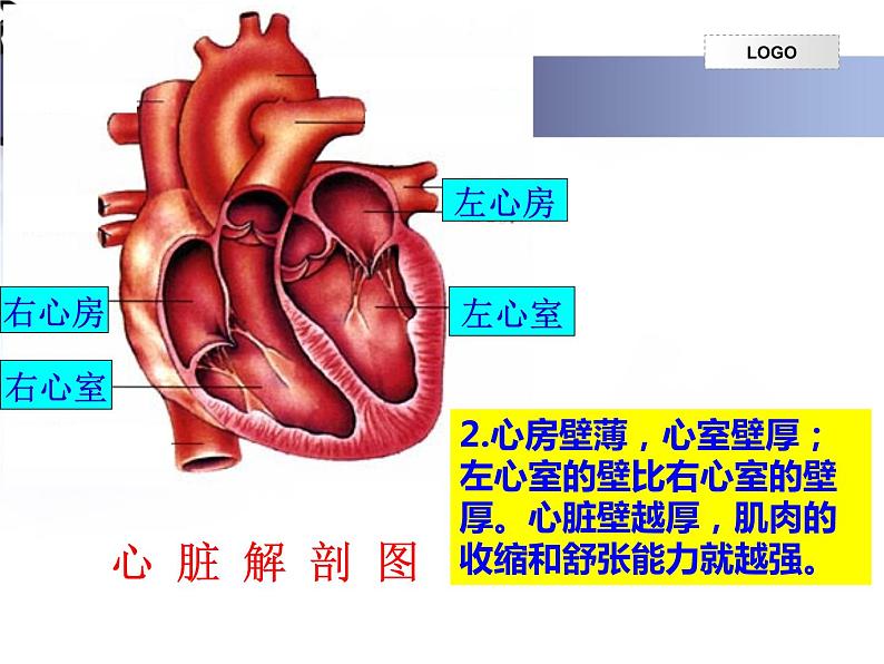 4.4.3输送血液的泵—心脏课件2023--2024学年人教版生物七年级下册第6页