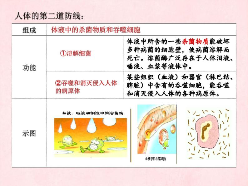 3.6.1人体的免疫功能课件-2023-2024学年济南版生物七年级下册05