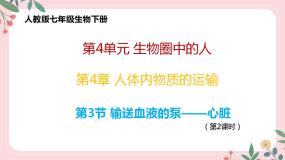 人教版 (新课标)第三节 输送血液的泵──心脏一等奖教学课件ppt