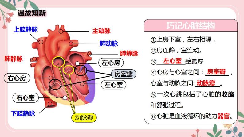 4.4.3 输送血液的泵——心脏（第2课时）-七年级生物下册 教学课件+教学设计+练习（人教版）03