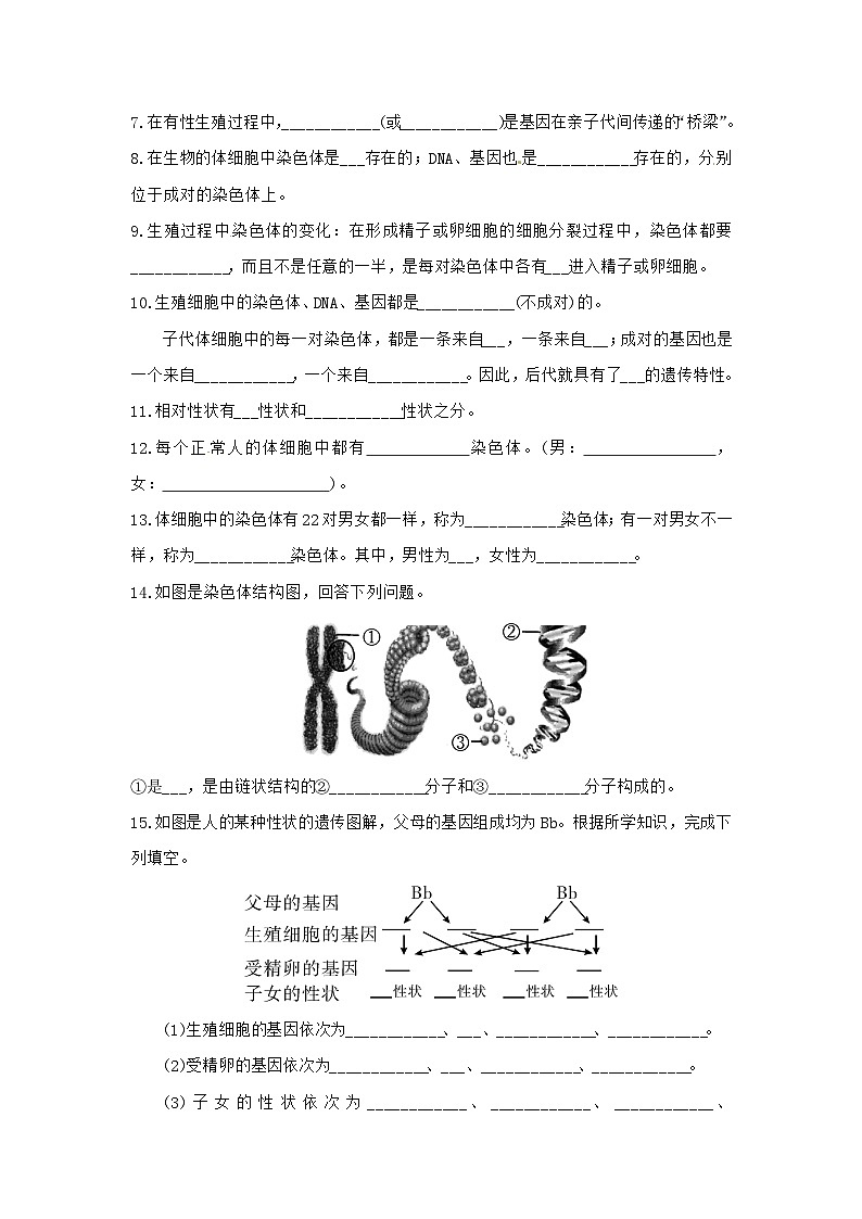 重点知识点过关(含答案)2023-2024学年人教版生物八年级下册第2页