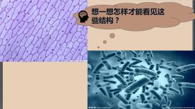 苏教版七年级上册第1单元 探索生命的奥秘第2章 探索生命第一节 探索生命的器具课文内容课件ppt
