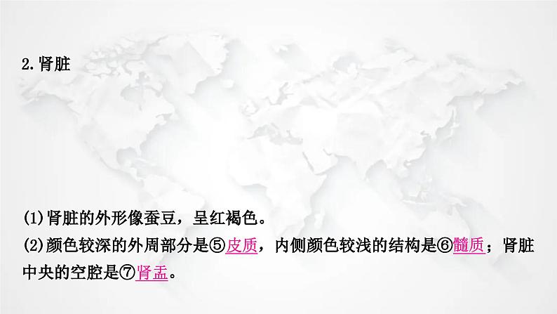 北师大版中考生物复习七年级下册第4单元生物圈中的人第11章人体代谢废物的排出课件06