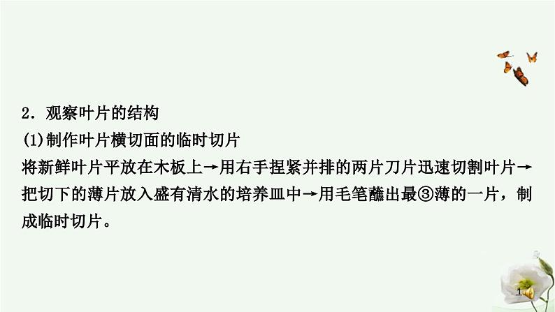 人教版中考生物复习七年级上册第三单元第三章绿色植物与生物圈的水循环课件第5页