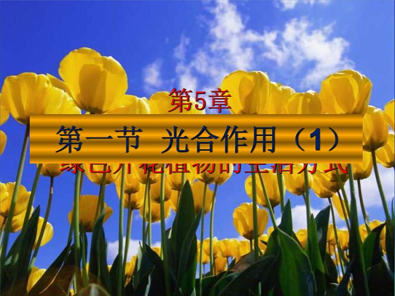 3.5.1光合作用(第1课时)课件2023--2024学年北师大版生物七年级上册01