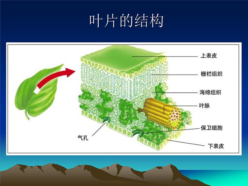 3.5.1光合作用(第1课时)课件2023--2024学年北师大版生物七年级上册06