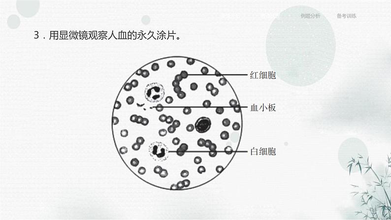 中考生物复习专题五人体生理与健康第十四章人体内物质的运输课件第7页