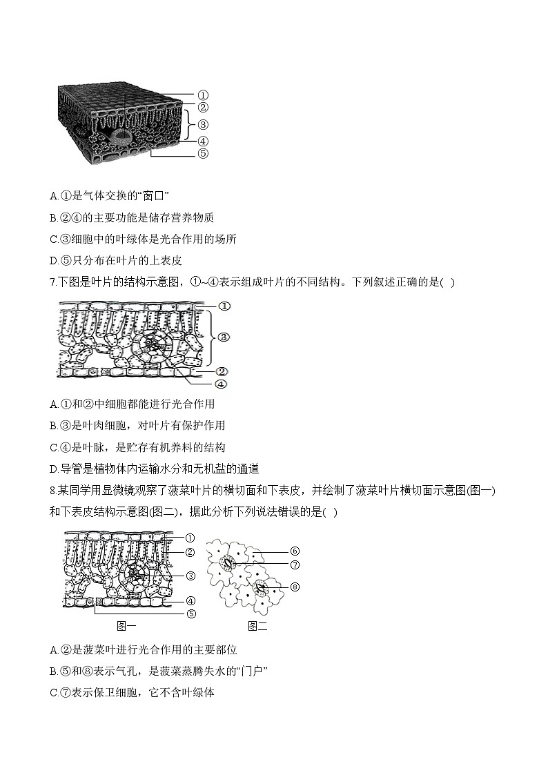 2024年中考生物二轮复习重点实验通关练——实验七 观察叶片的结构第2页