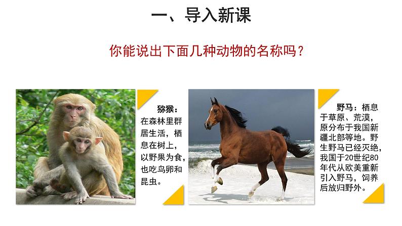 5.1.7 哺乳动物 课件第2页