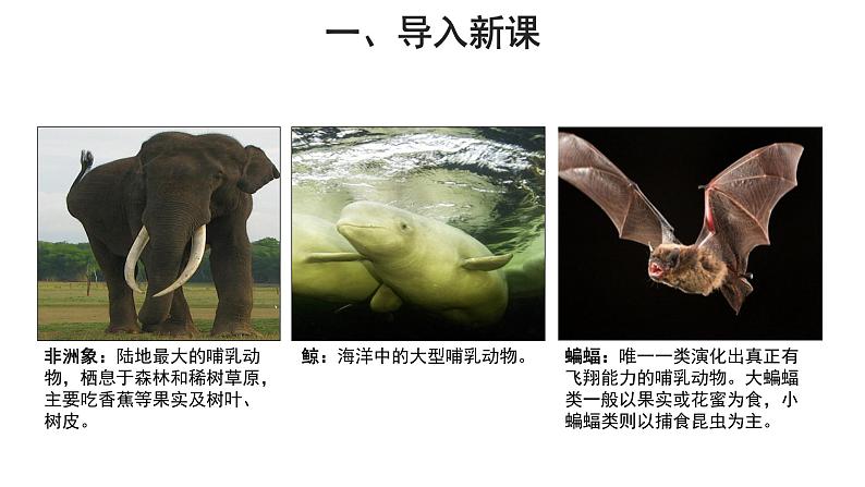 5.1.7 哺乳动物 课件第3页