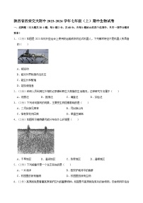 陕西省西安交通大学附属中学2023-2024学年七年级上学期期中考试生物试卷