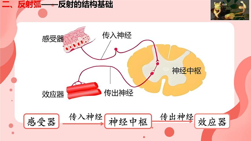 人教版（新課標(biāo)）七年級(jí)生物下冊(cè)第四單元第六章第三節(jié)神經(jīng)調(diào)節(jié)的基本方式課件（內(nèi)嵌視頻）第6頁(yè)