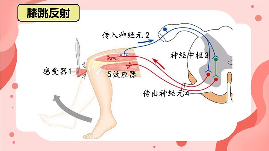 人教版（新課標(biāo)）七年級(jí)生物下冊(cè)第四單元第六章第三節(jié)神經(jīng)調(diào)節(jié)的基本方式課件（內(nèi)嵌視頻）第7頁(yè)
