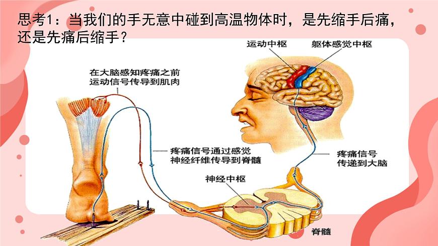人教版（新課標(biāo)）七年級(jí)生物下冊(cè)第四單元第六章第三節(jié)神經(jīng)調(diào)節(jié)的基本方式課件（內(nèi)嵌視頻）第8頁(yè)