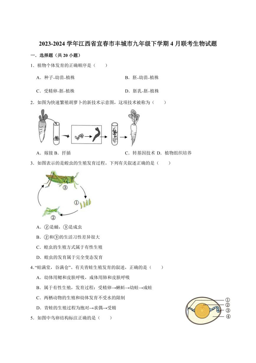 2023-2024学年江西省宜春市丰城市九年级下学期4月联考生物试题（含答案）