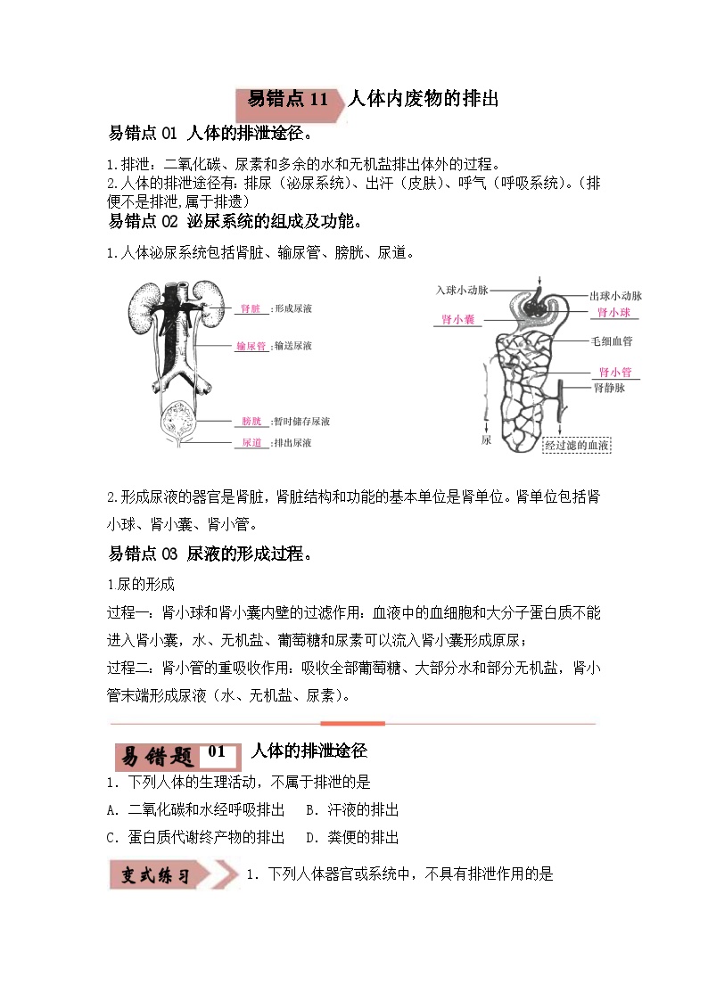 2024年中考生物考试易错点11 人体内废物的排出（原卷版＋解析版）