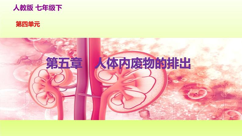 七下生物第四单元生物圈中的人第五章人体内废物的排出课件(人教版)02
