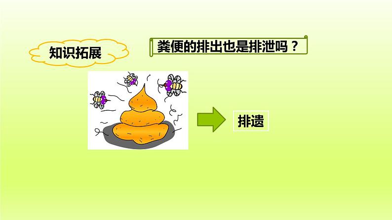七下生物第四单元生物圈中的人第五章人体内废物的排出课件(人教版)05