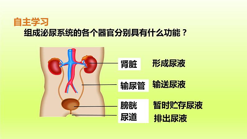 七下生物第四单元生物圈中的人第五章人体内废物的排出课件(人教版)07