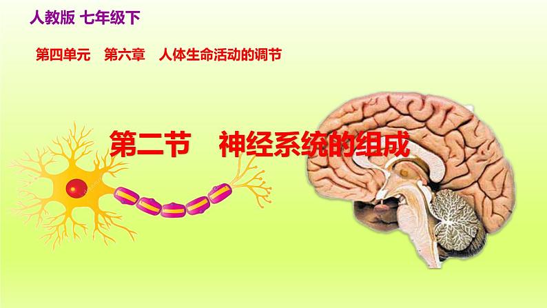 七下生物第四单元生物圈中的人第六章人体生命活动的调节第二节神经系统的组成课件(人教版)02