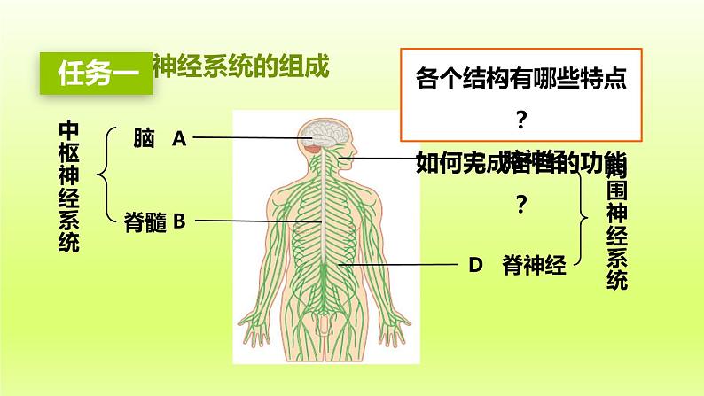 七下生物第四单元生物圈中的人第六章人体生命活动的调节第二节神经系统的组成课件(人教版)04