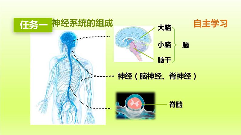 七下生物第四单元生物圈中的人第六章人体生命活动的调节第二节神经系统的组成课件(人教版)05