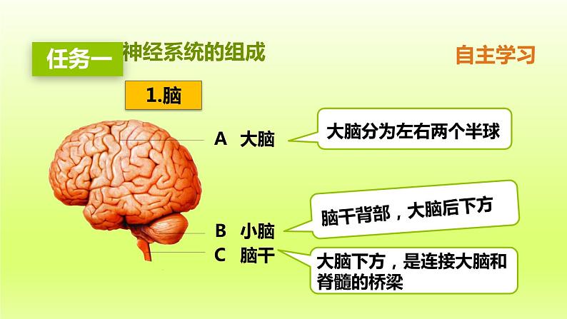 七下生物第四单元生物圈中的人第六章人体生命活动的调节第二节神经系统的组成课件(人教版)06
