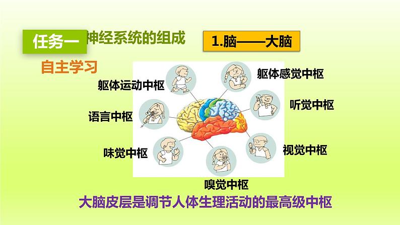 七下生物第四单元生物圈中的人第六章人体生命活动的调节第二节神经系统的组成课件(人教版)07