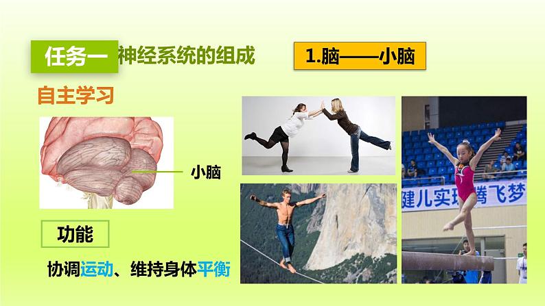 七下生物第四单元生物圈中的人第六章人体生命活动的调节第二节神经系统的组成课件(人教版)08
